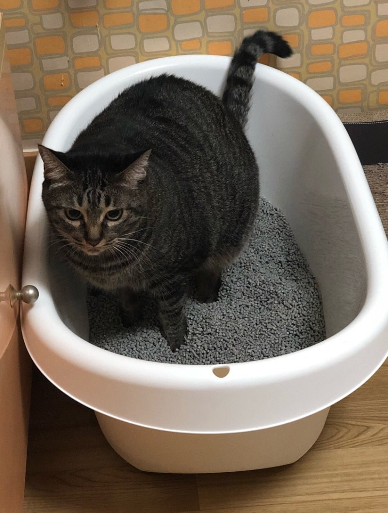 고양이 화장실로 써 보고 있는 이케아 아기욕조