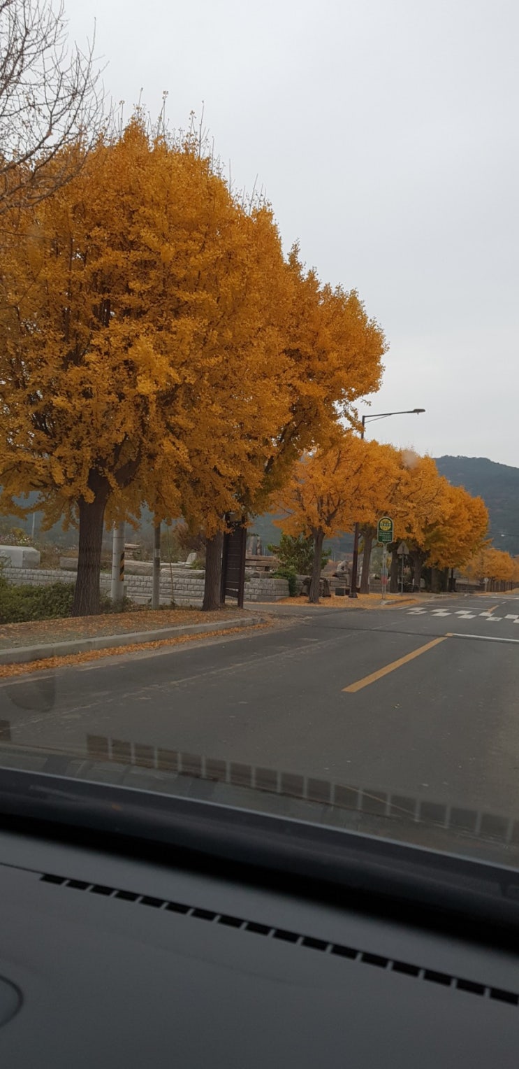  단풍