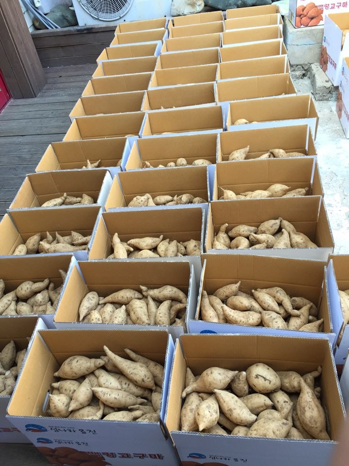 백령도 백고구마 판매