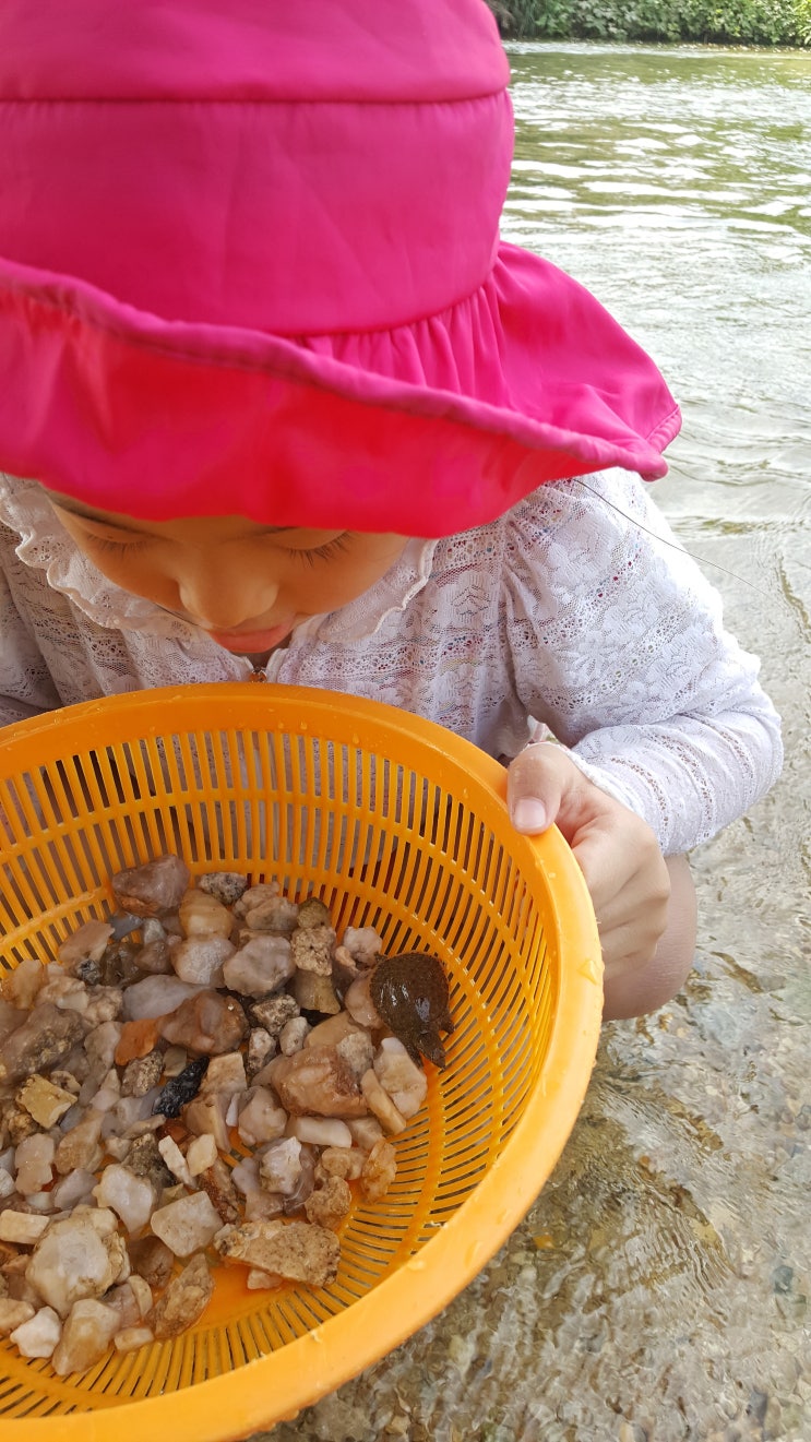 이천 구피천 자라천 ? 이천 구피천 자라천 ?