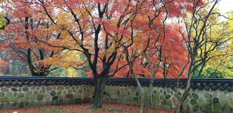 경주. 불국사 단풍나들이.  난식당1974