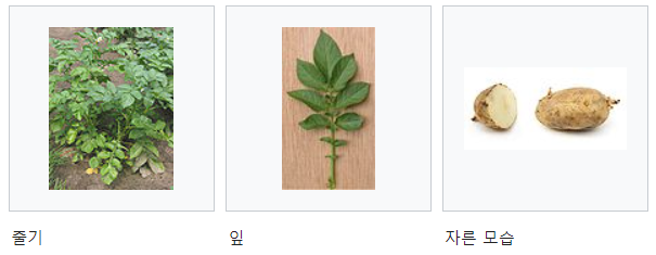  감자 영양성분, 종류, 효능, 부작용, 독성