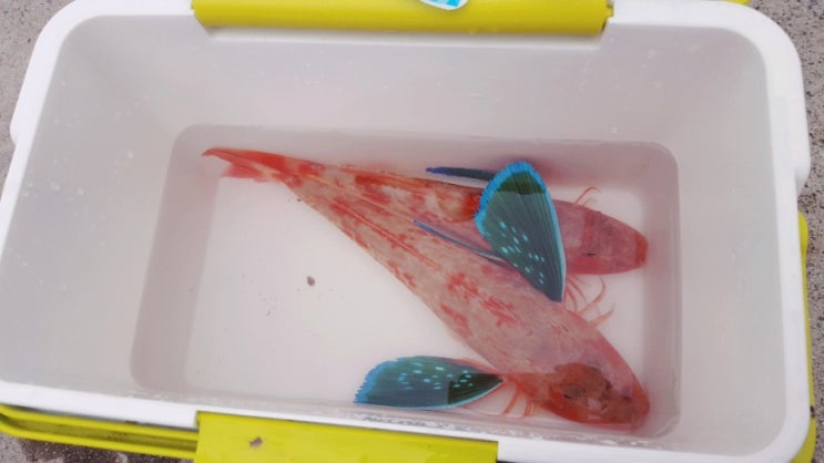  삼척 바다낚시 궁촌항 보팅 성대낚시 11.5