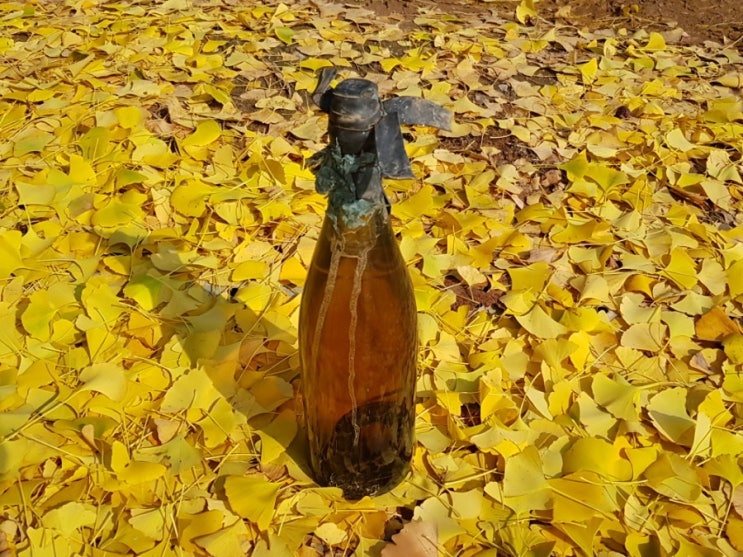 까치가 땅을 판다 까치가 땅을 판다