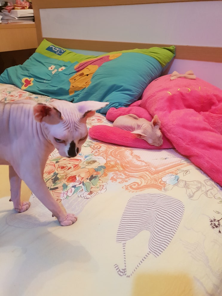  스핑크스고양이 사진
