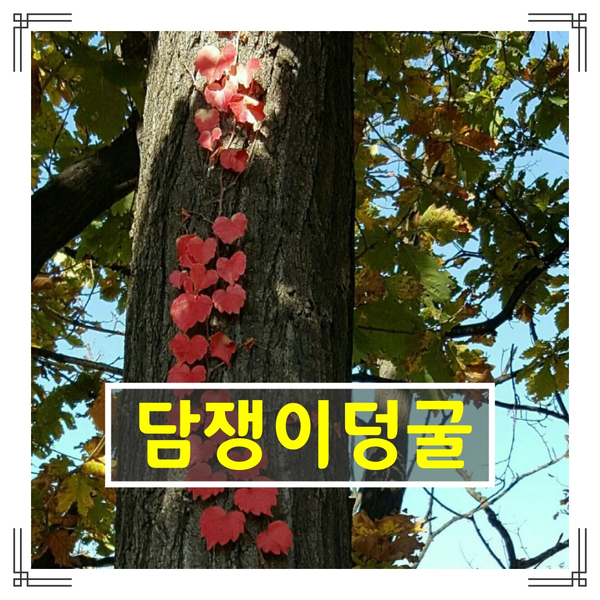 꽃이름 - [담쟁이덩굴 (Boston ivy)]