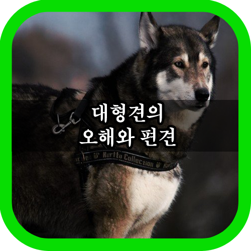  대형견 무섭다는 편견 바꿔봐요
