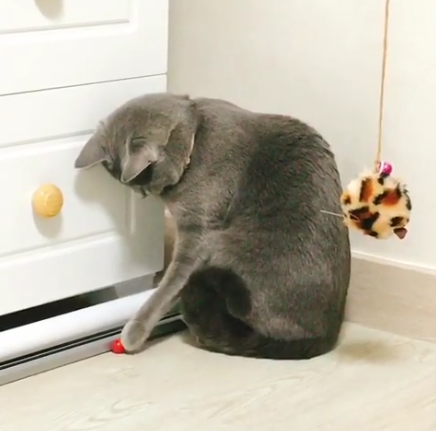  러시안블루 '글로리' 고양이 일상-빨간구슬과 씨름중!!!
