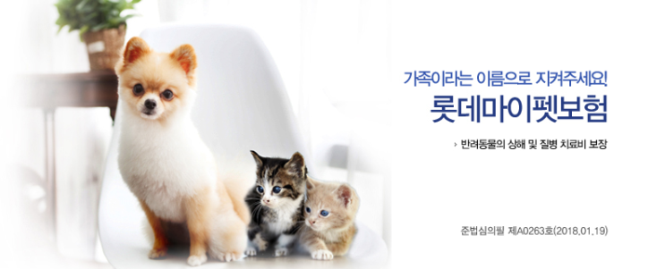  [보험소개] 반려묘보험 고양이보험