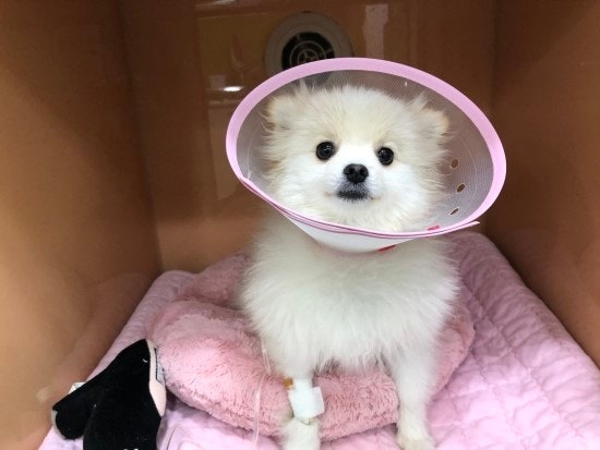 강아지 성대수술 비용,개가 심하게 짖어요, 성남 용인동물병원