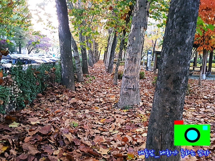  잠원 산책로#2 (2018 늦가을)_대통남의조경  잠원현대훼밀리 한신4지구 신반포21차