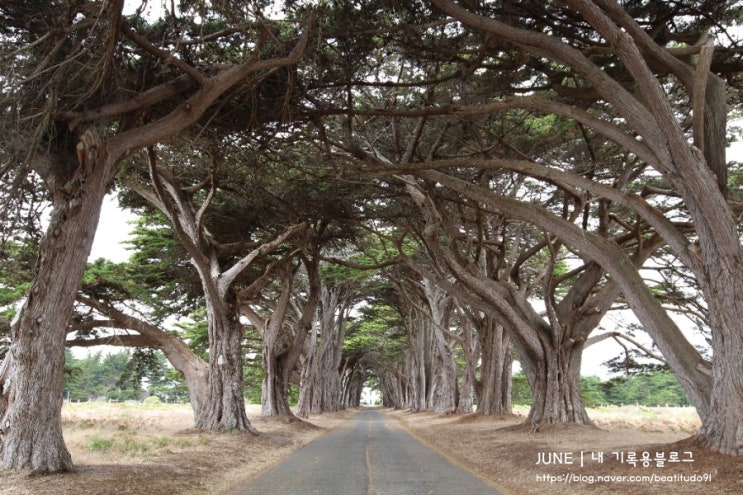  [샌프란시스코 근교 여행] 사이프러스 트리 터널(Cypress Tree Tunnel)/ 포인트레예스 등대(Point Reyes Lighthouse)