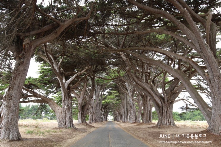 [샌프란시스코 근교 여행] 사이프러스 트리 터널(Cypress Tree Tunnel)/ 포인트레예스 등대(Point Reyes Lighthouse)