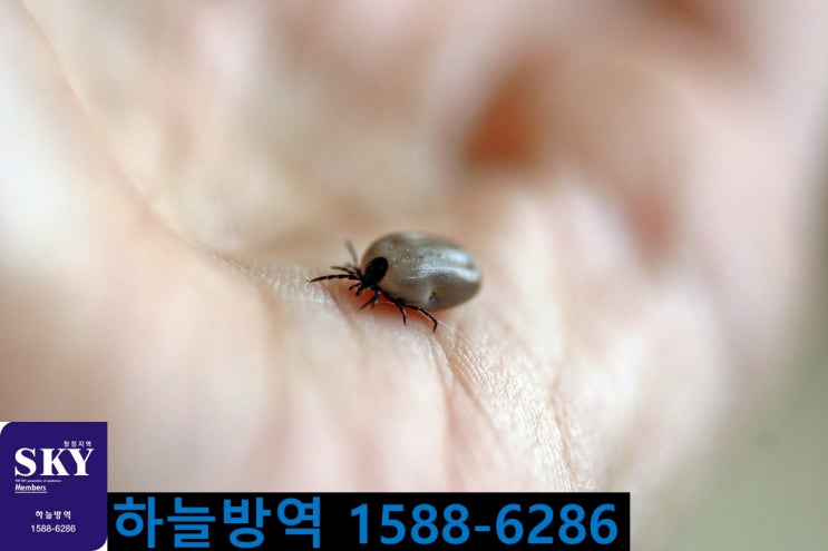  군포 이사철 소독 소독업체 진드기 벼룩 쥐 퇴치 하늘방역