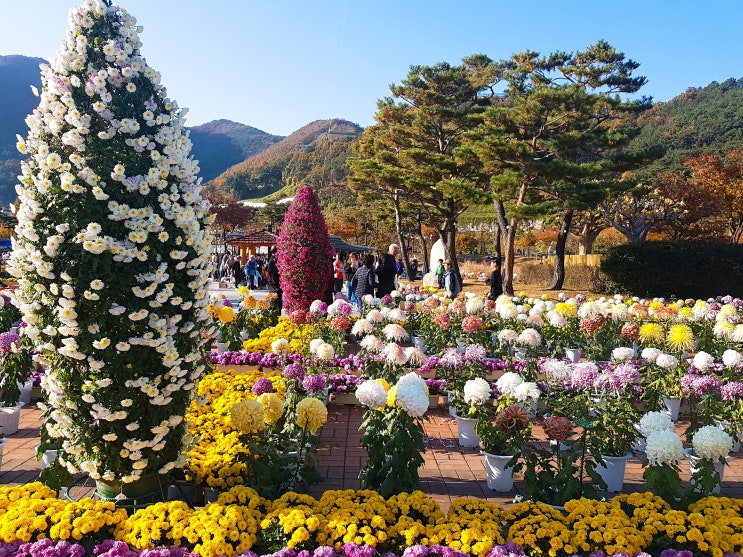 주말 데이트] 2018 양산 물금 국화축제 워터파크