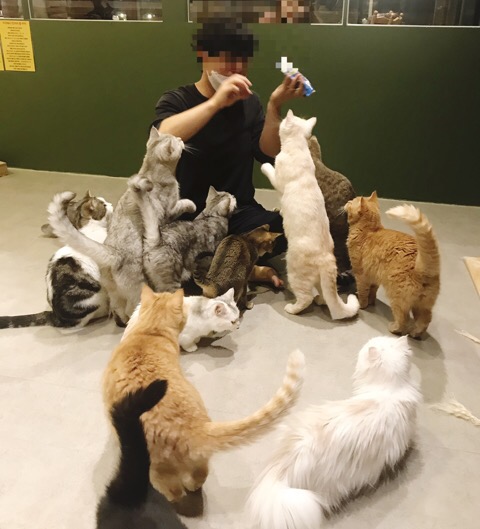  애견 ,고양이 카페 다녀오기