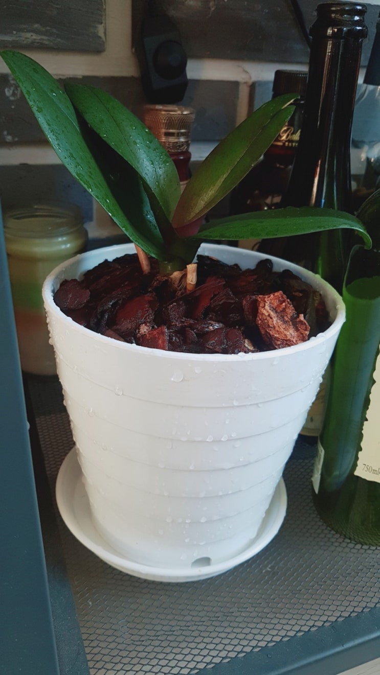  호접란 살리기(화이팅!!)