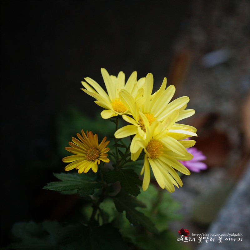 다양한 국화꽃말 노란국화 흰국화 빨간국화 꽃말이 다르네요 : 네이버 블로그