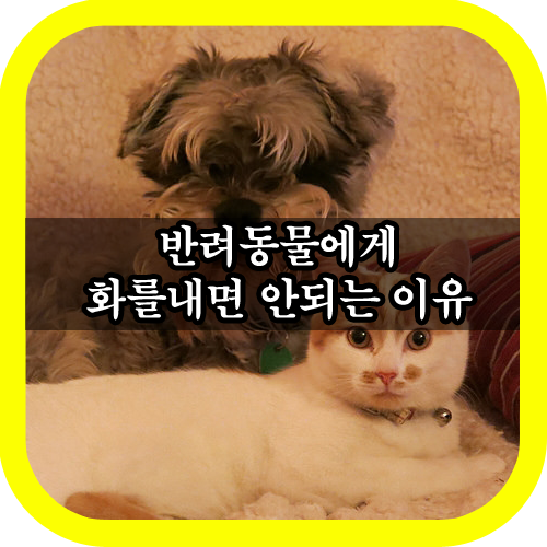  반려동물에게 화를 내면 안되는 이유