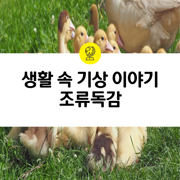  [조류독감] 조류독감은 사람에게 어떤 영향을 끼칠까?