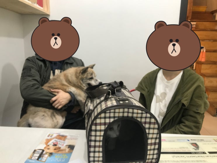 호주 강아지랑 고양이 모두 데려가기! 멜번지역 검역과 이민 호주 강아지랑 고양이 모두 데려가기! 멜번지역 검역과 이민
