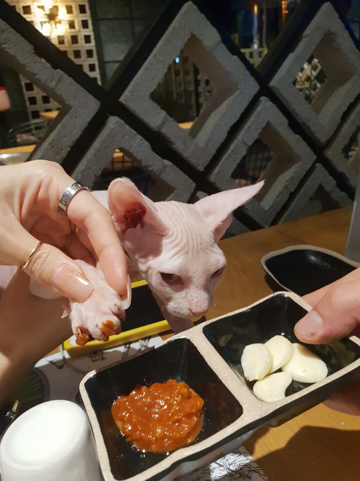  된장발린 스핑크스