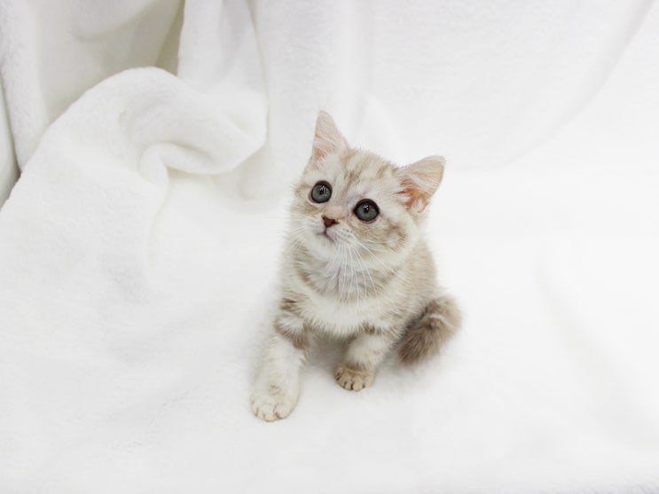  강아지와 고양이 간식의 양을 얼마나 줘야할까요? 또 어떻게 줘야할까요?