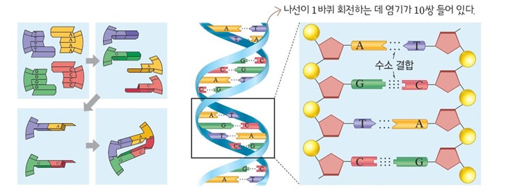 내신의 정석 핵산의 DNA, RNA 학습정리 : 네이버 블로그
