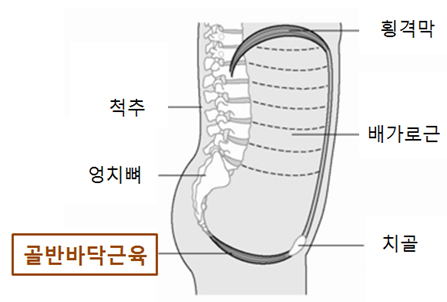  전립선염의 원인- 골반바닥근육 기능 이상