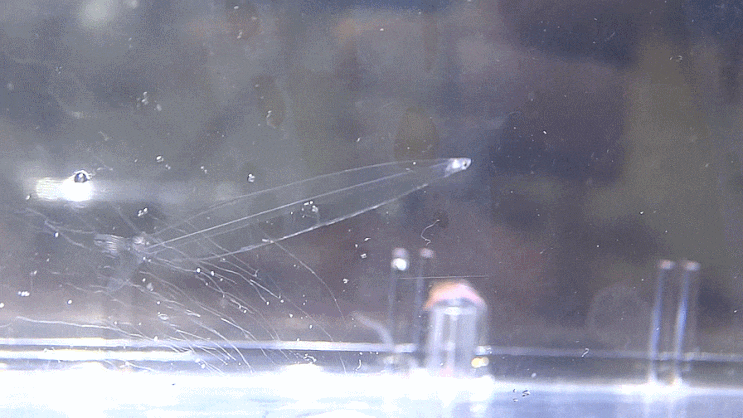  풀잉어 렙토세팔루스 Leptocephalus of Megalops cyprinoides  / 풀잉어과 ( Family Megalopidae ) 의 1종