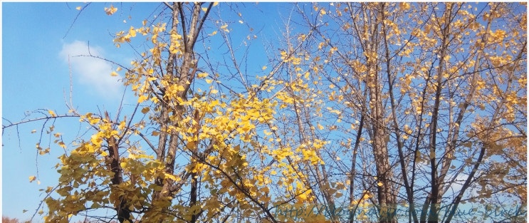  안산성인발레 3회차 수업후기.