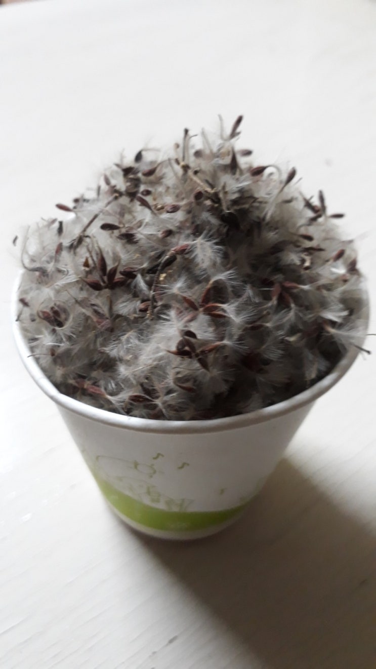 사위질빵 ( 백근초 )씨앗/  종근 판매