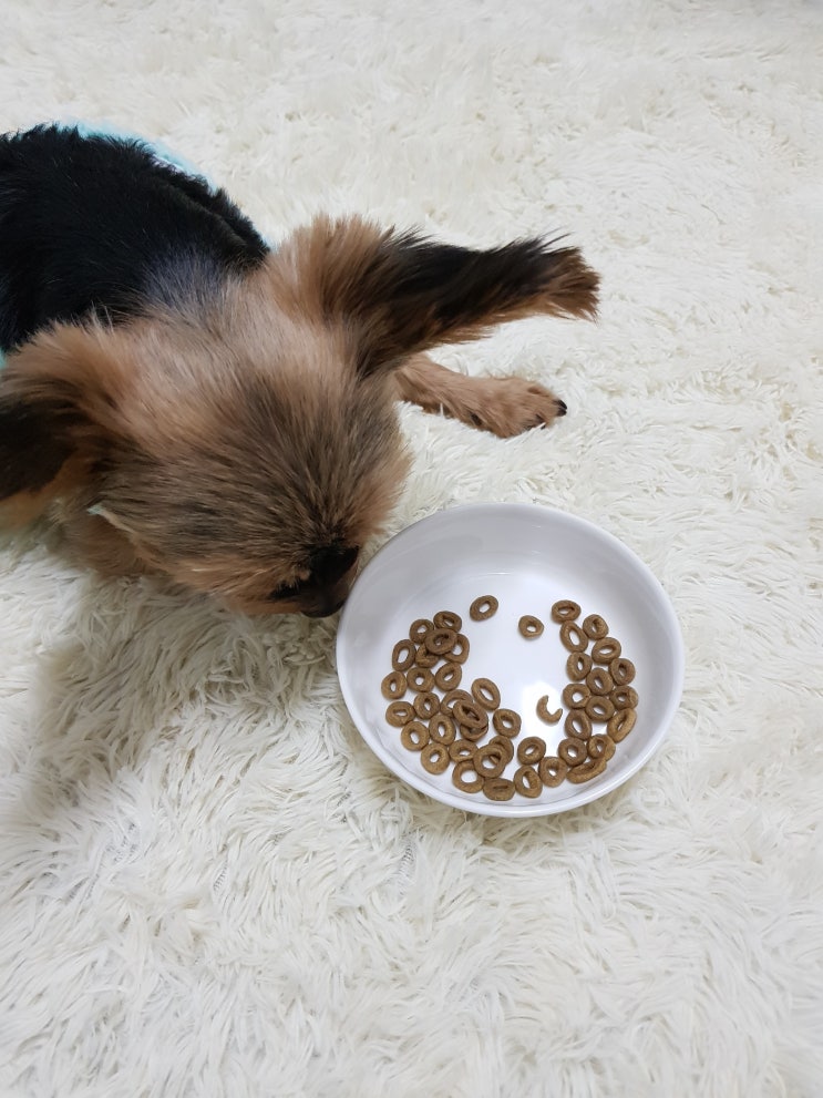 [하림펫푸드] 더리얼크런치 강아지 사료샘플
