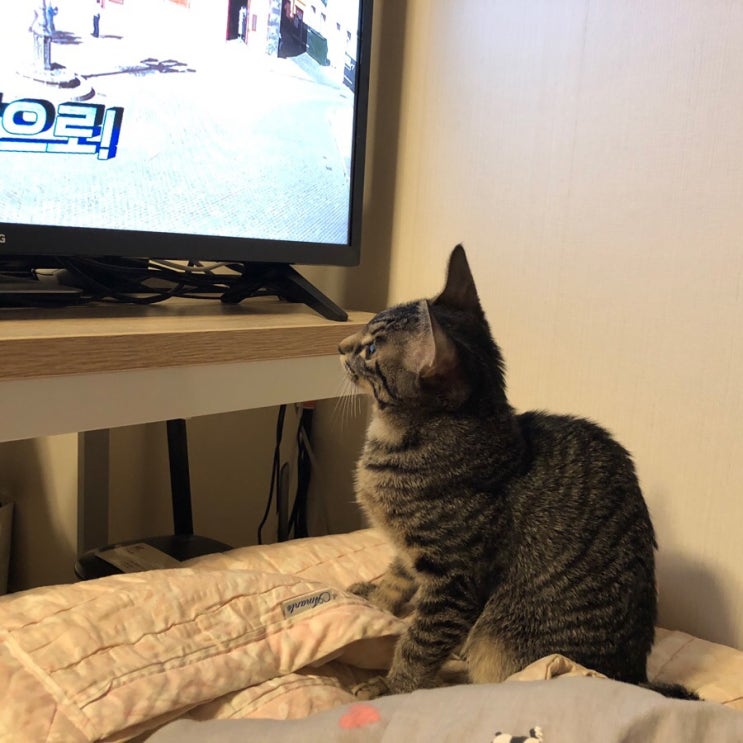  c깜냥일상c