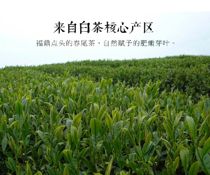 백목단 백모단 백차 미발효차 : 네이버 블로그