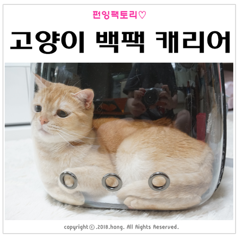 고양이 백팩 추천 :: 펀잉팩토리 반려동물 투명 캐리어 이동장