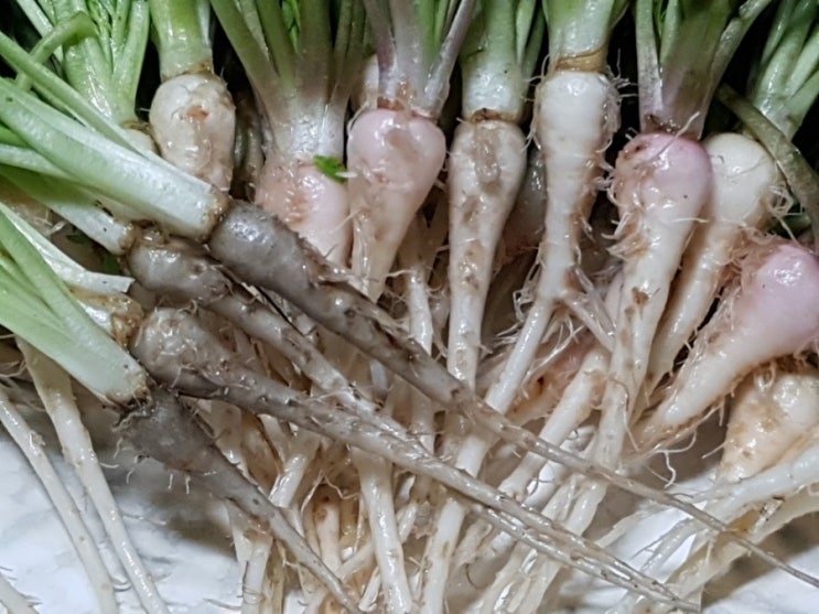 거뭇거뭇 블랙마카 거뭇거뭇 블랙마카