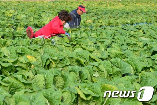 내년부터 '배추·무'도 농작물재해보험 적용 내년부터 '배추·무'도 농작물재해보험 적용