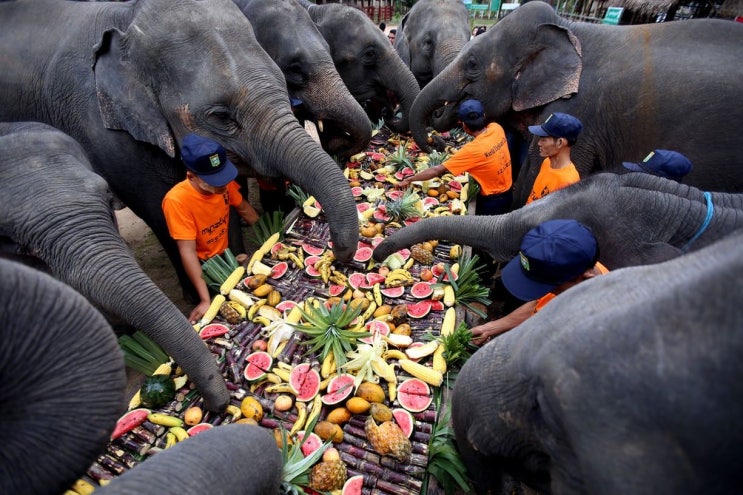 과일과 채소, 코끼리만큼 마음껏 먹어도 건강할까? 그 충격적인 실험결과!