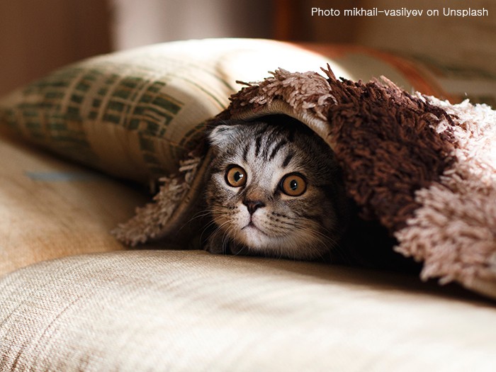 고양이가 사람 옆에서 자는 이유 / 배위에 올라오는 이유 : 네이버 블로그