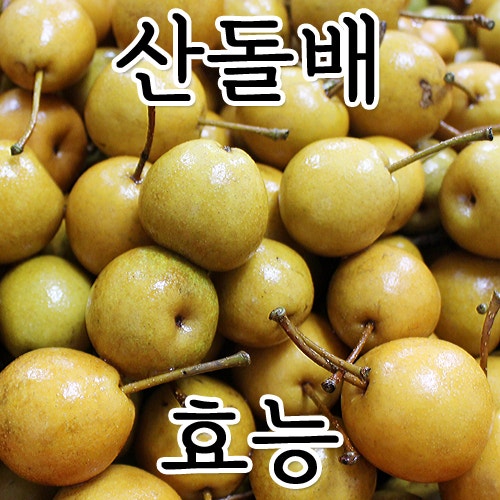 산돌배효능,돌배효소,야생돌배