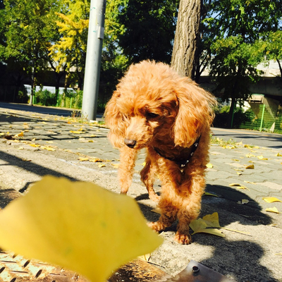  청계천 강아지 산책 : 쭈와 함께 걷는 가을길