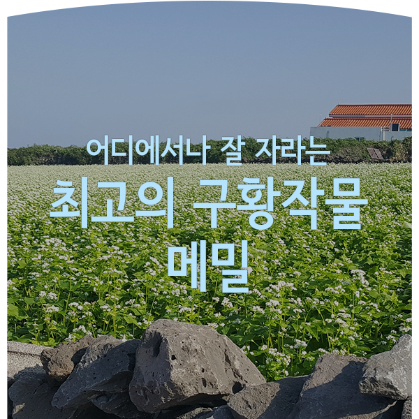 어디에서나 잘 자라는 최고의 구황작물, 메밀