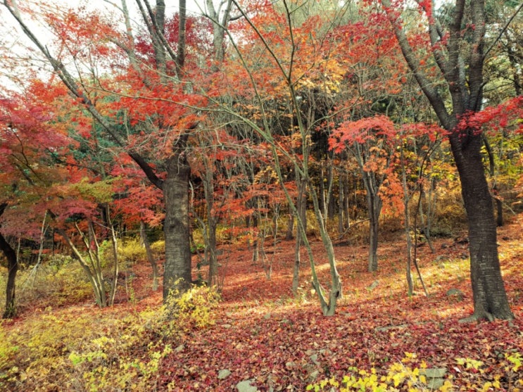 안산자락길 서울한복판 트래킹  그리고 등산도 가능한곳