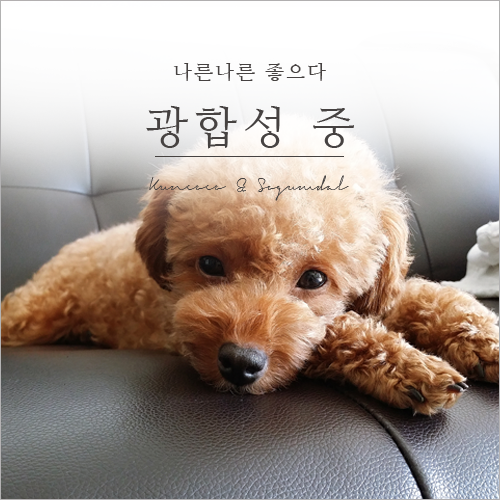  댕댕이 광합성 중 나른나른 좋으다