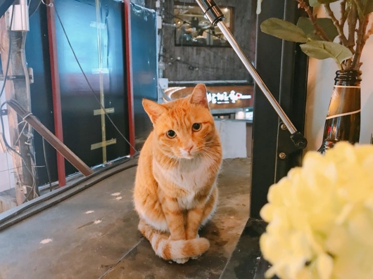  길냥이가 창문에서 나를 구경한다 길냥이 안냥~  신림 지금, 보고싶다 