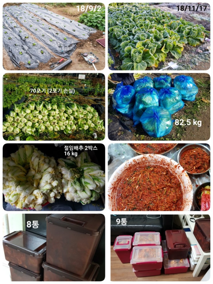  배추 12주차 (11/17) - 김장(14만원 수확)
