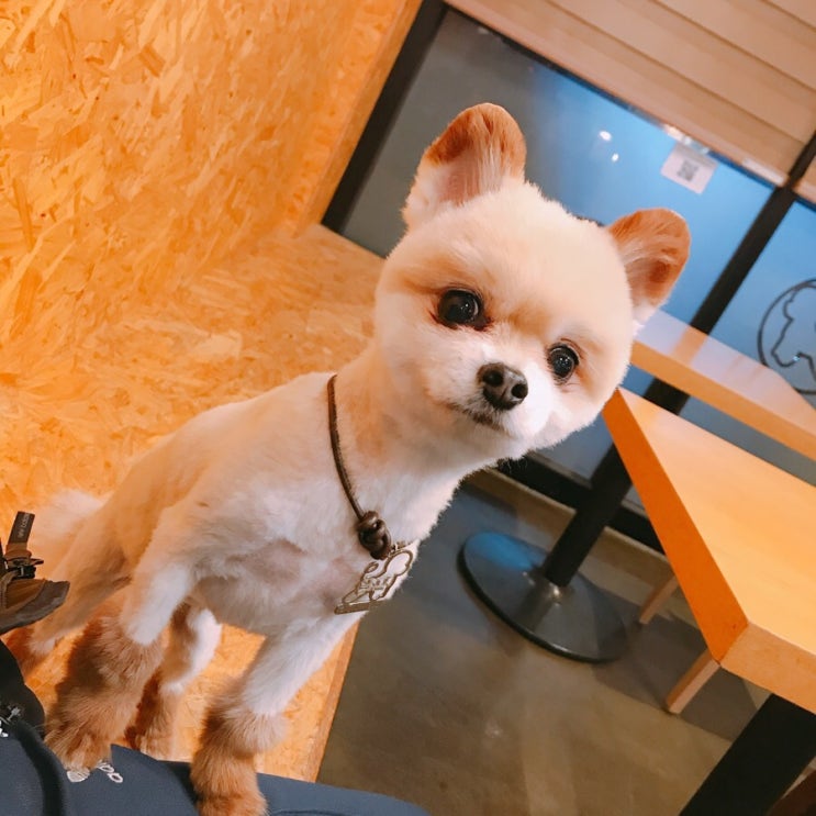  노원에서 10분 거리에 있는 별내애견카페~ 토이스퍼피앤조이에서 데이트도 하고 강아지 미용까지 하고왔어요^^