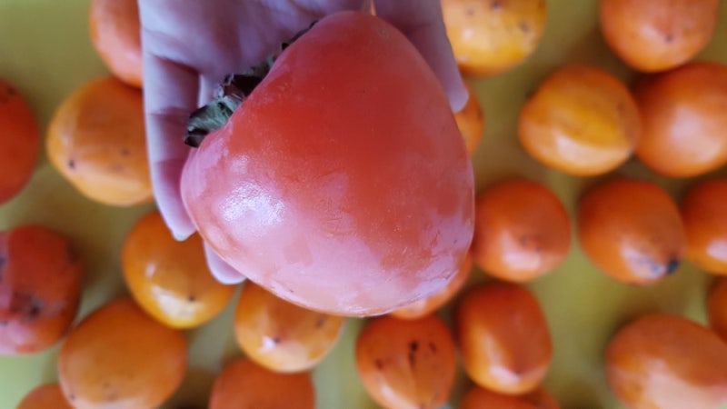 대봉시로 반곶감 만들기(사리재마을 대봉시 파격가입니다!)