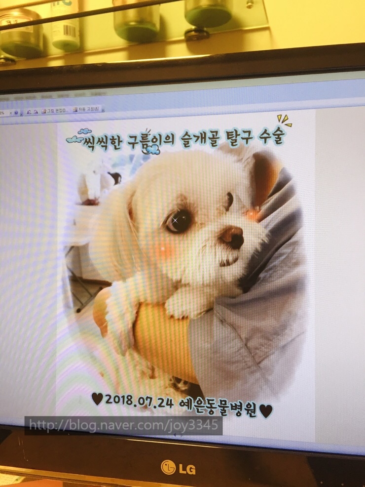  (강남 예은 동물병원) : 구름이 슬개골 탈구 수술 솔직 후기 -!